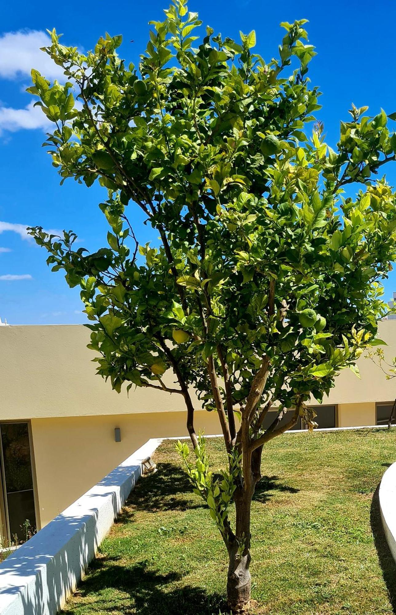 Hostel Supremo Armação de Pêra Εξωτερικό φωτογραφία